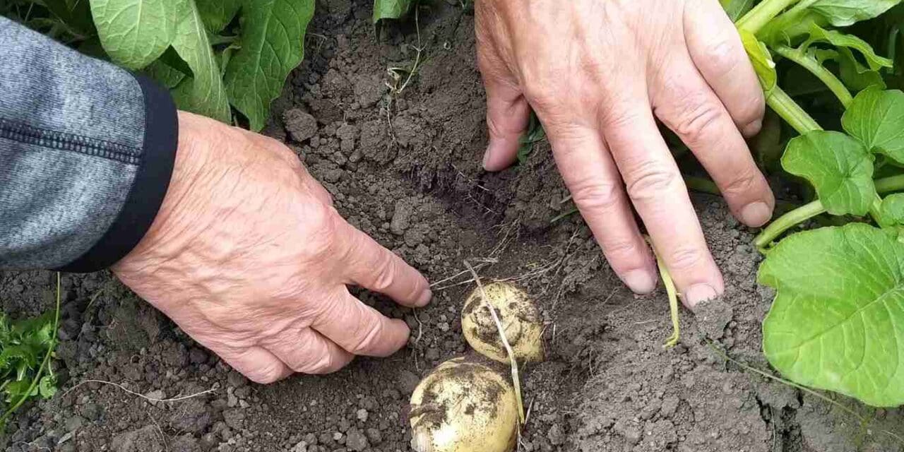 Gordon the Gardener on potato tickling, liquid feed and the joys of Brodsworth Hall