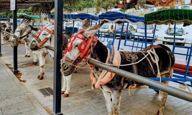 Brian Hayhurst on when donkey rides go beyond holiday fun and lead to fears over animal welfare