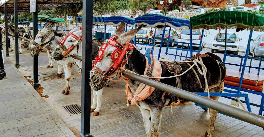 Brian Hayhurst on when donkey rides go beyond holiday fun and lead to fears over animal welfare