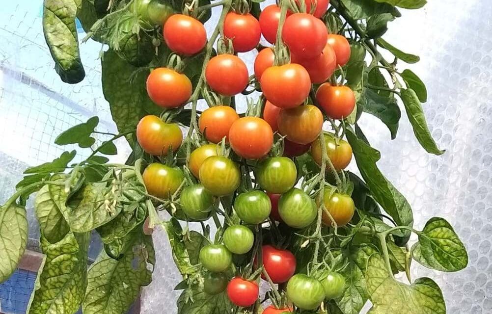 Gordon the Gardener on why it’s been a poor year for tomatoes while potatoes have thrived