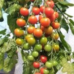 Gordon the Gardener on why it’s been a poor year for tomatoes while potatoes have thrived