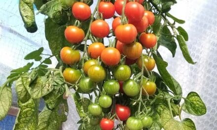 Gordon the Gardener on why it’s been a poor year for tomatoes while potatoes have thrived