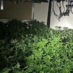 Cannabis factory with plants worth £800k found in Huddersfield town centre building