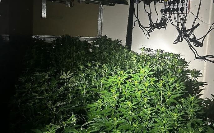 Cannabis factory with plants worth £800k found in Huddersfield town centre building