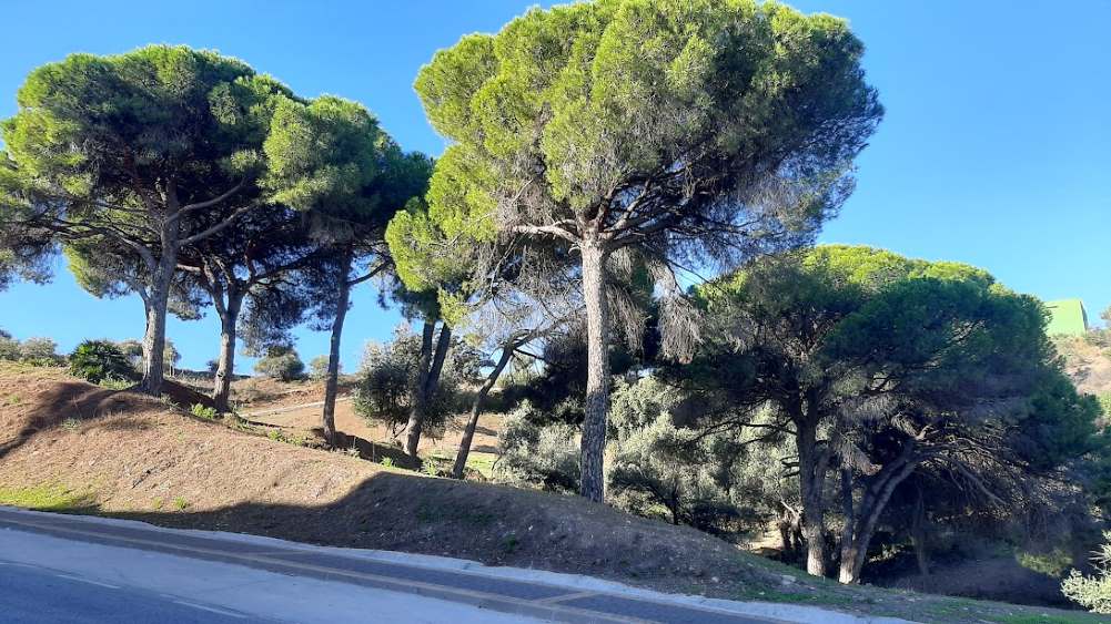 Brian Hayhurst reports from rain-lashed Spain and recalls the Smurf Village and tells of the march of the processionary caterpillars